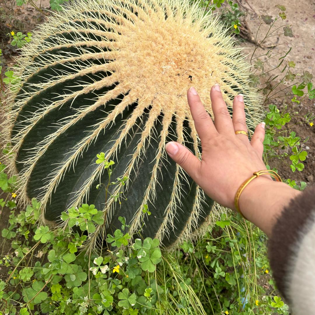 五谷杂粮养生营养粉