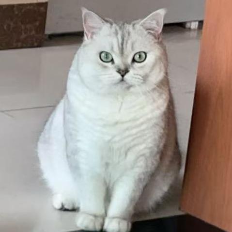 麻将想吃火锅