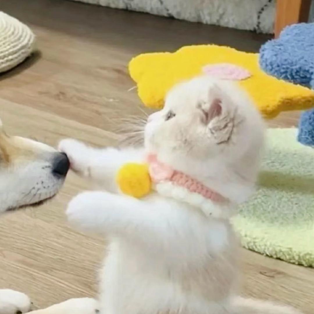 🤍旺大球🤍