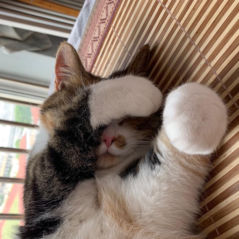 养猪大队