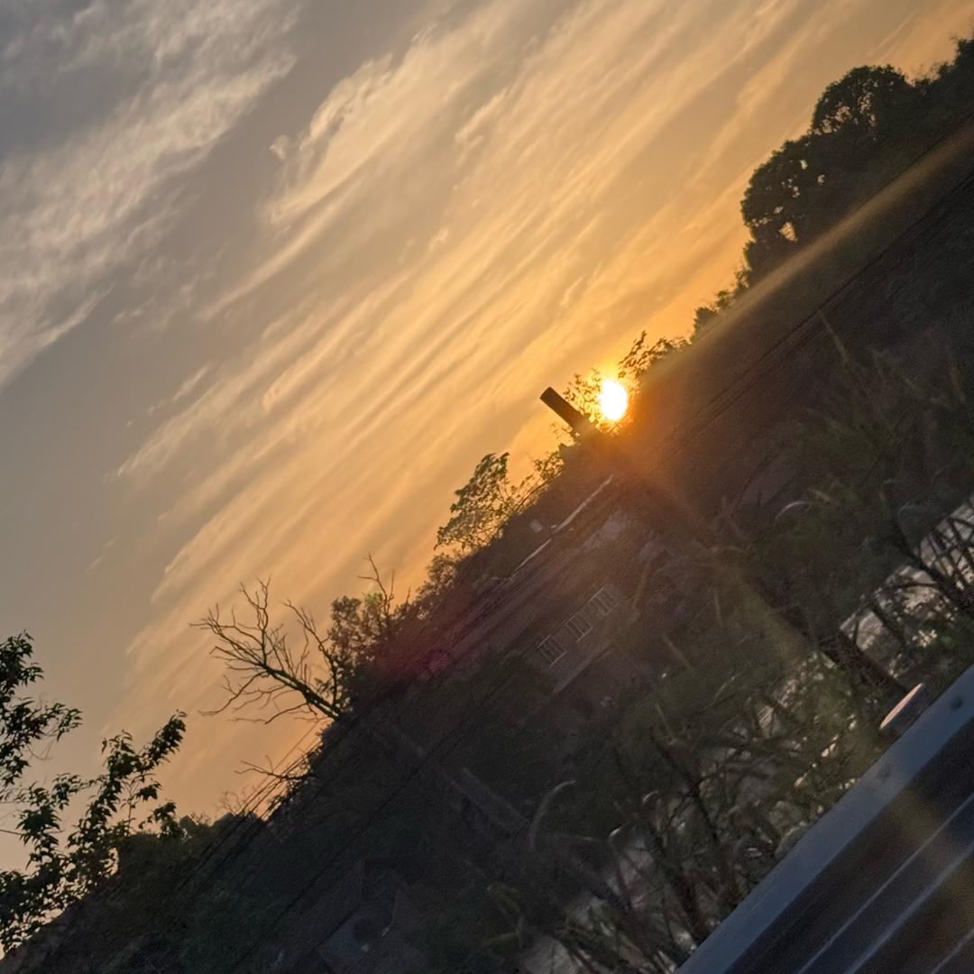 活牛现宰厂家直销