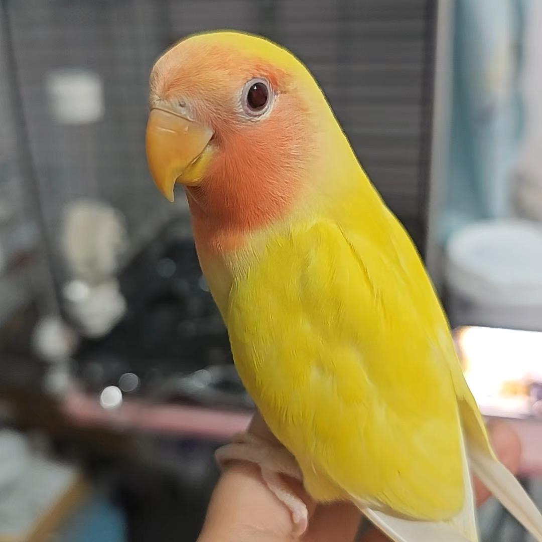 临县熊二鹦鹉🦜