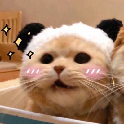 钟楼区北港宠米粒宠物馆