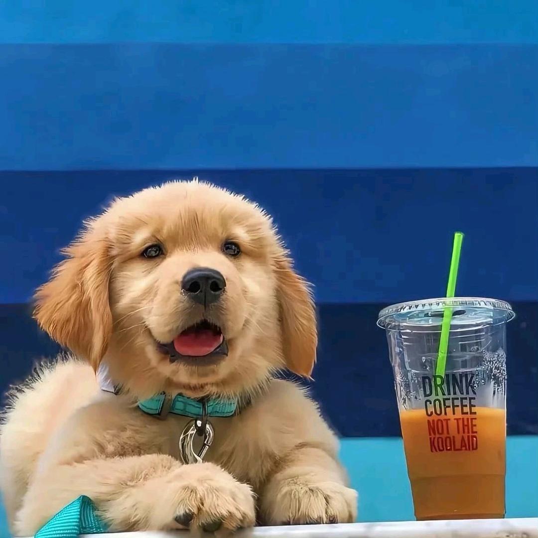 小貳