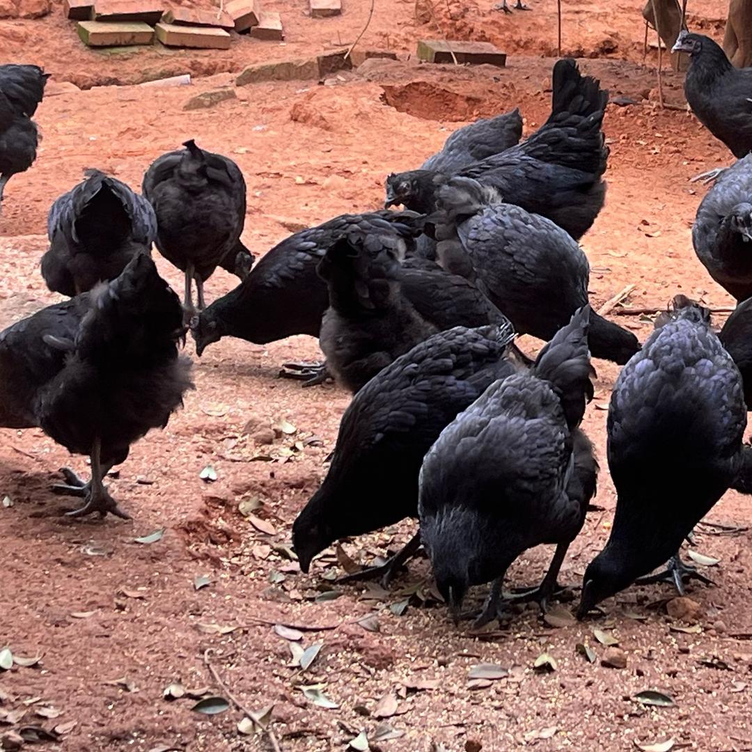 幸福农场(五黑鸡瓦灰鸡）