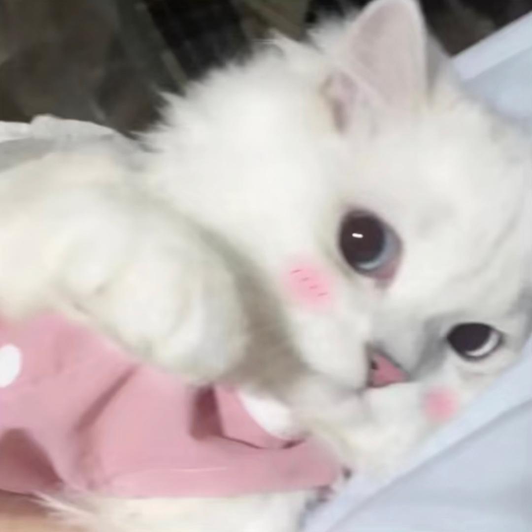身为猫奴