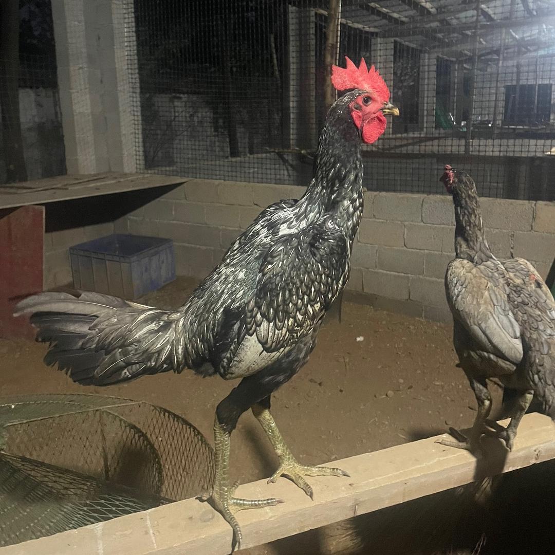 桂林鸿韵大冠斗鸡