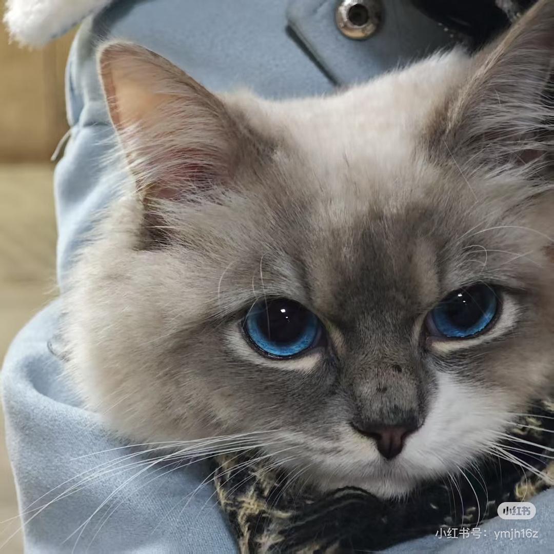 大猫讨厌🐟（求推荐