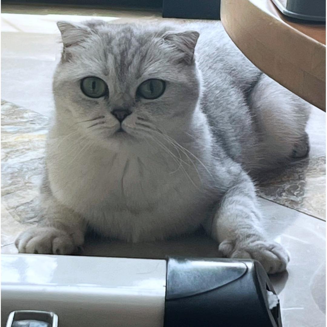 喵喵有礼（猫砂源头工厂）