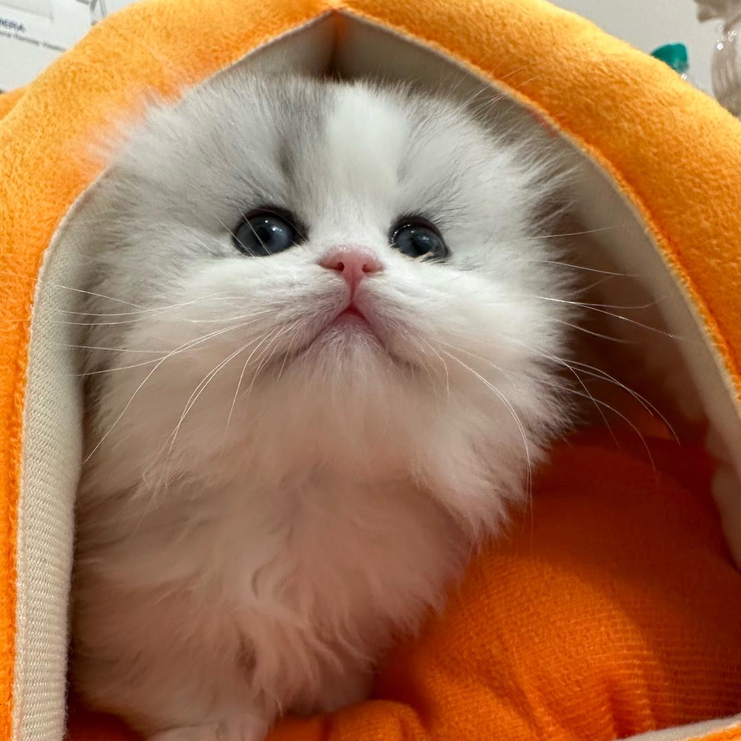 付小珍的小猪猫🎀