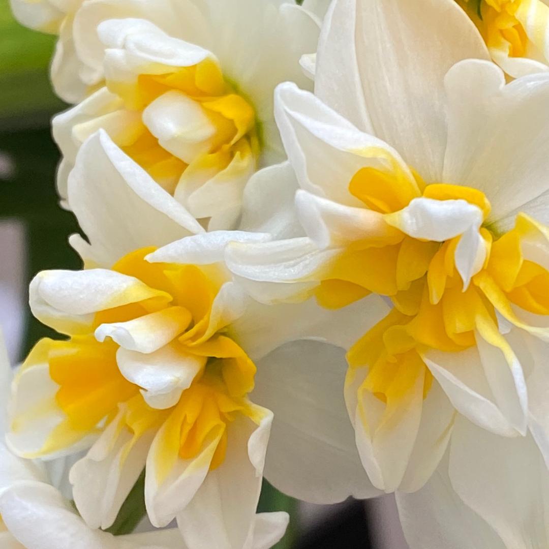 水仙花