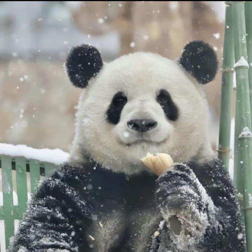 爱冒险的梦