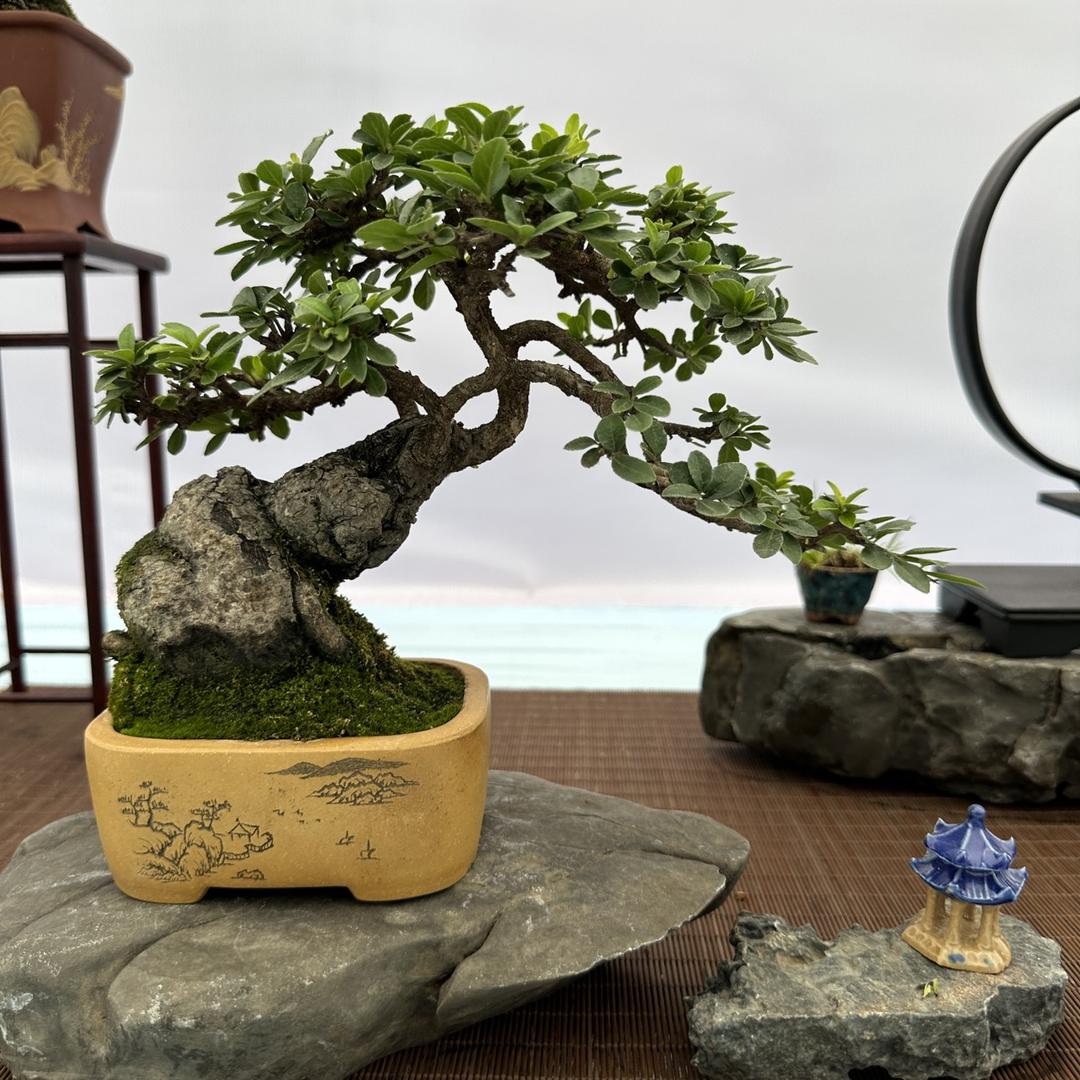 张家花园（大掌柜）