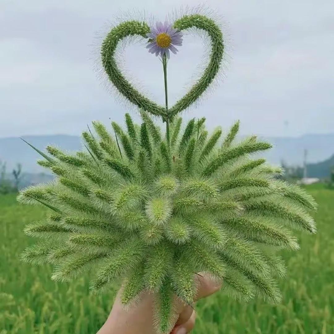 爱豆