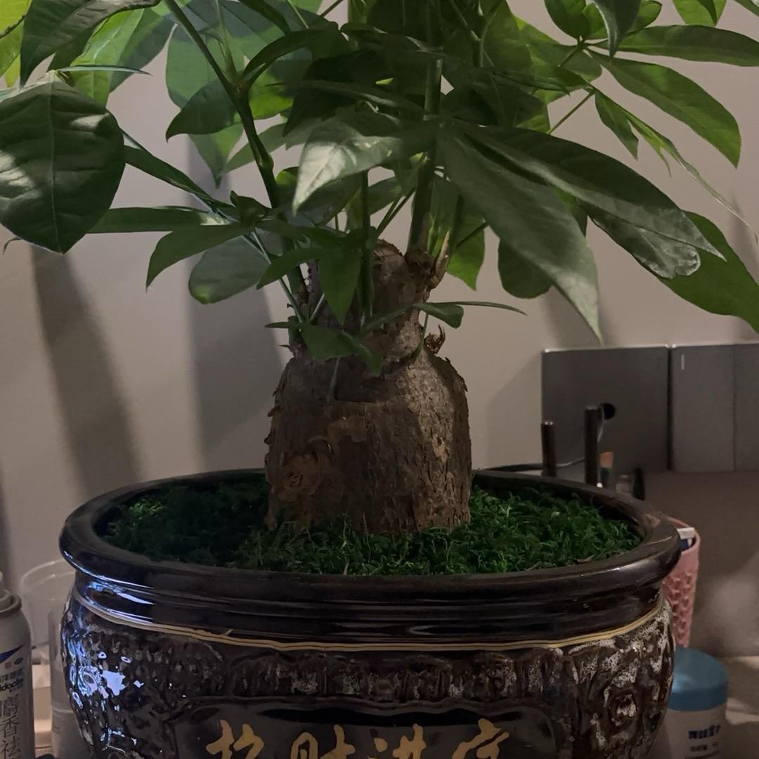 招财进宝
