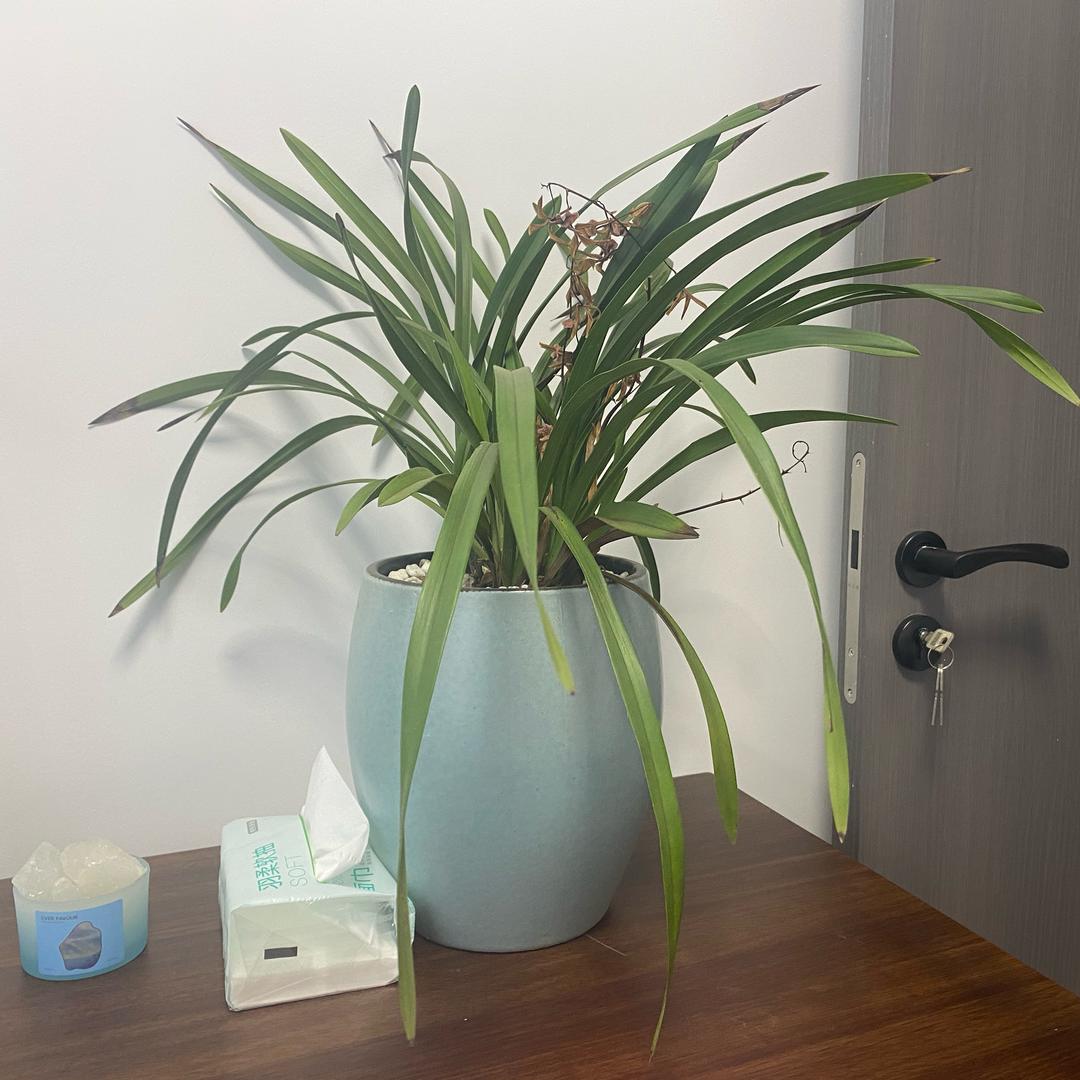 玉玊的数学爱好