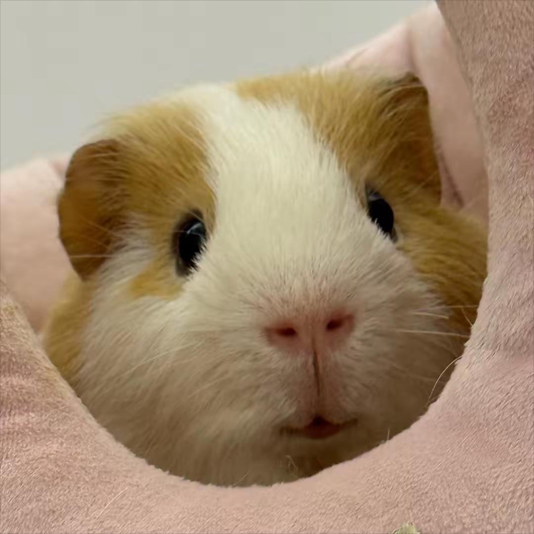 小玥
