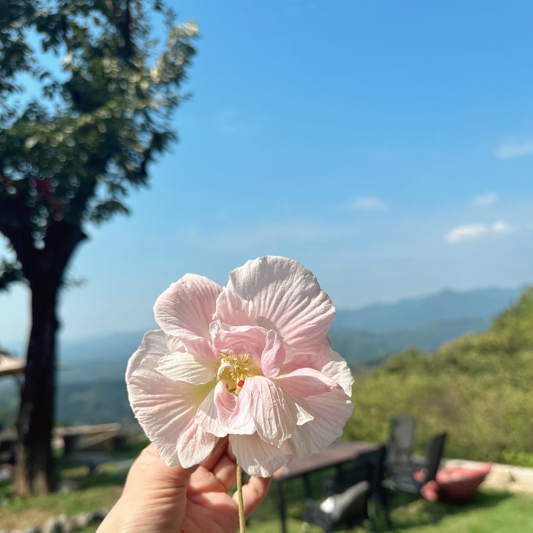 ღ᭄💕ꦿꦿ蓝色烟花💗