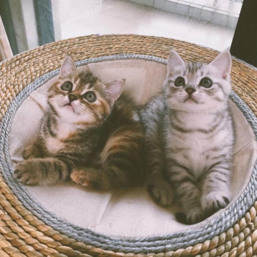 咕噜咕噜胖虎虎