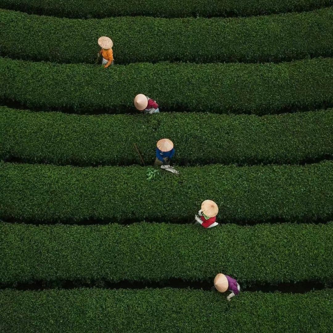 小禾茶叶供应链