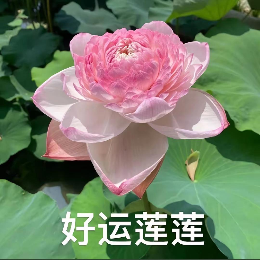 @善财童子