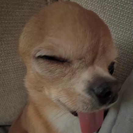 會直立行走的人類