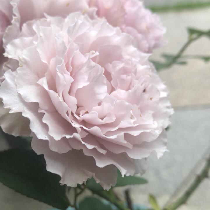 Chenyi（拒私聊）