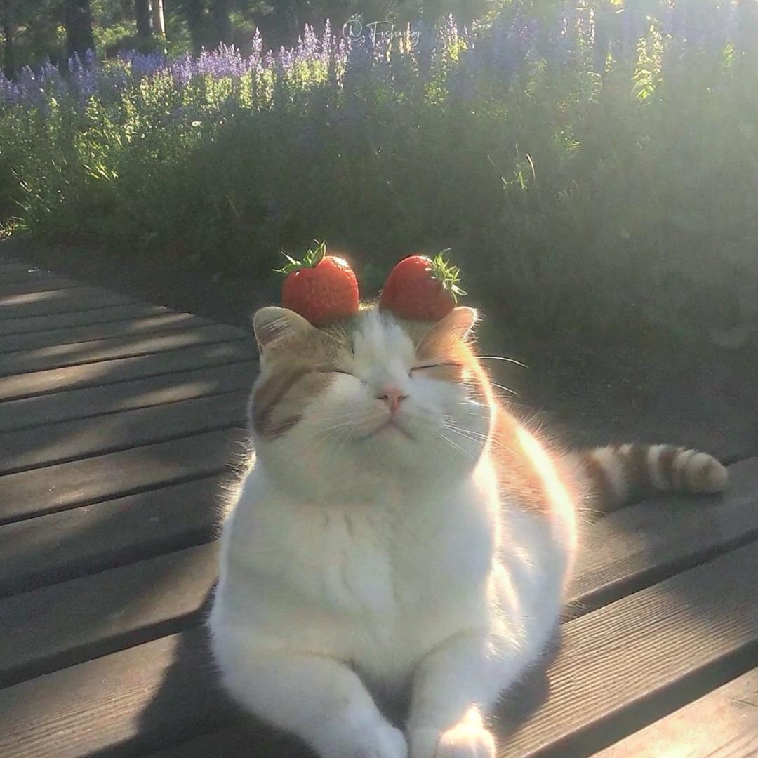 大馋猫🐈😽