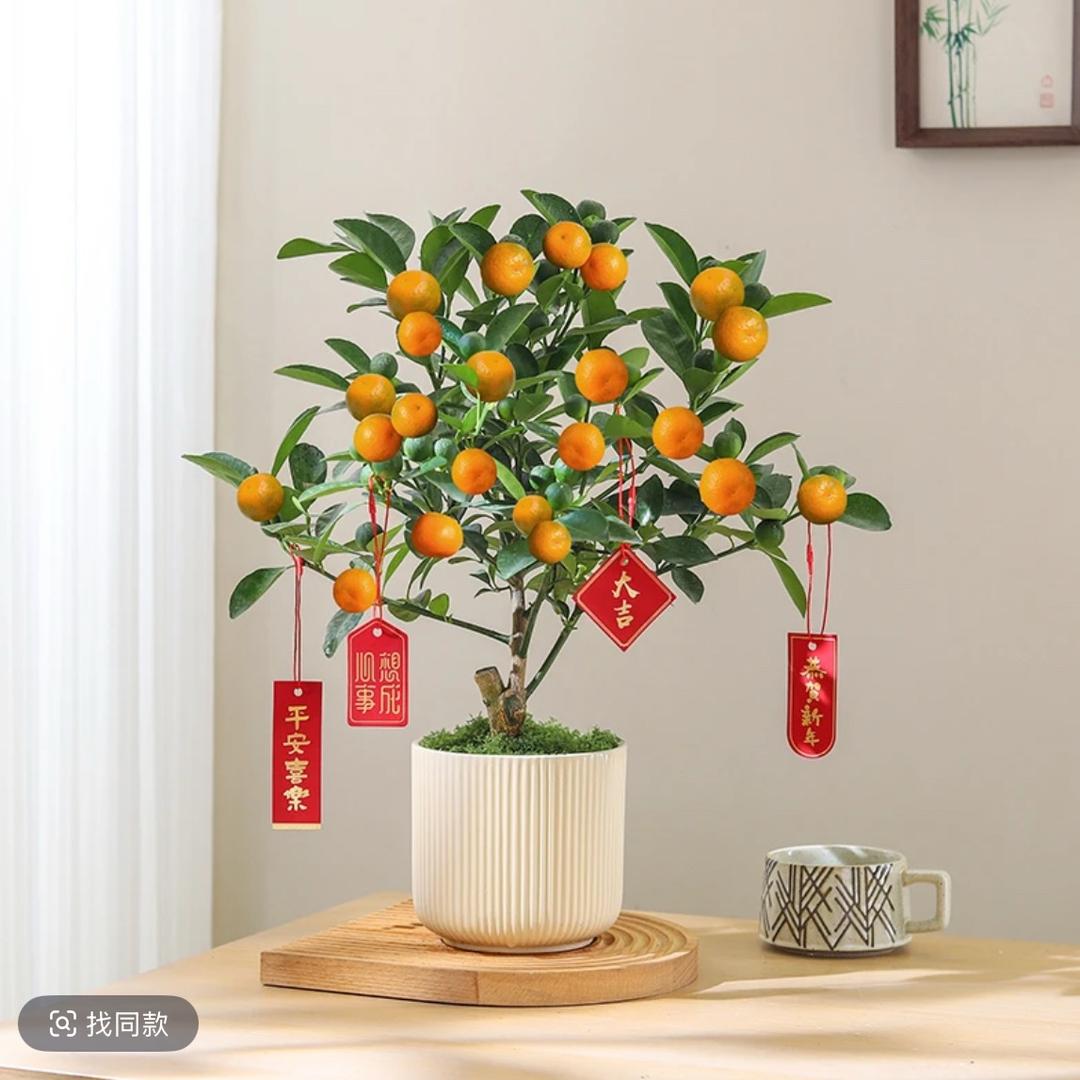 明哥种植基地