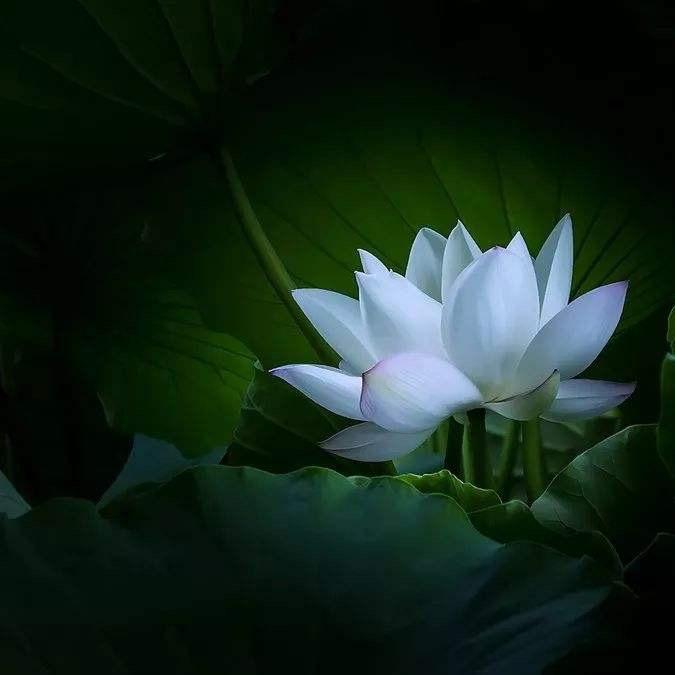 心若菩提1018