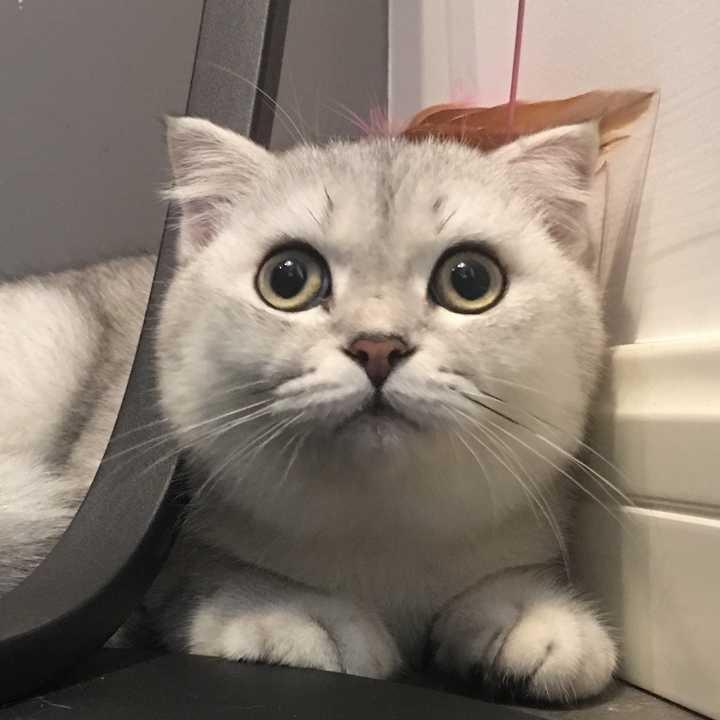 予安.