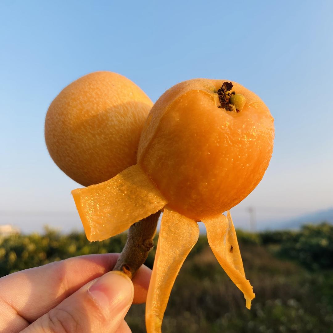 源来果蔬正选