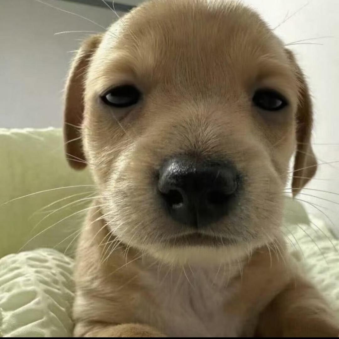 狂拽龙少