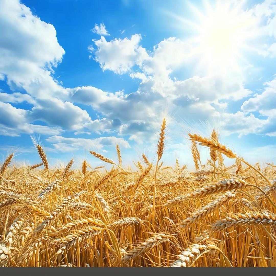 王记精品凉菜 卤肉