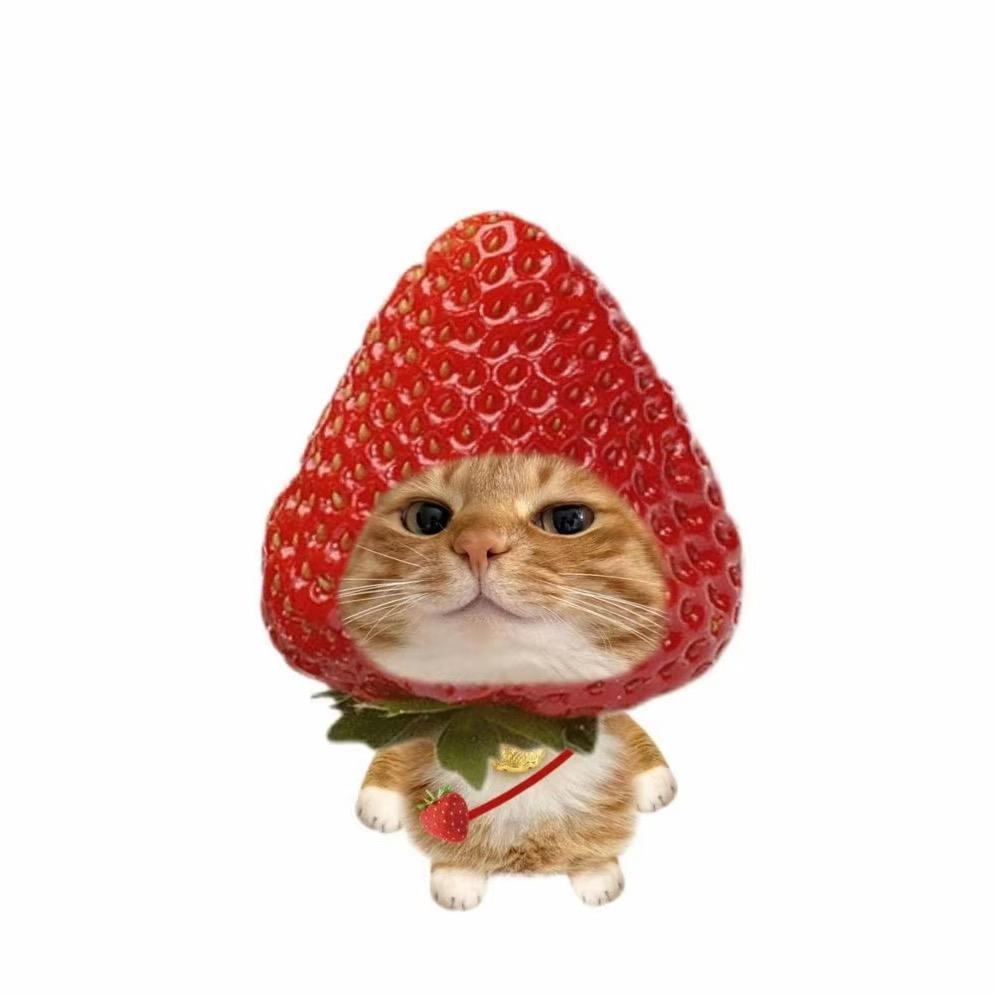 小乖是只喵🐈