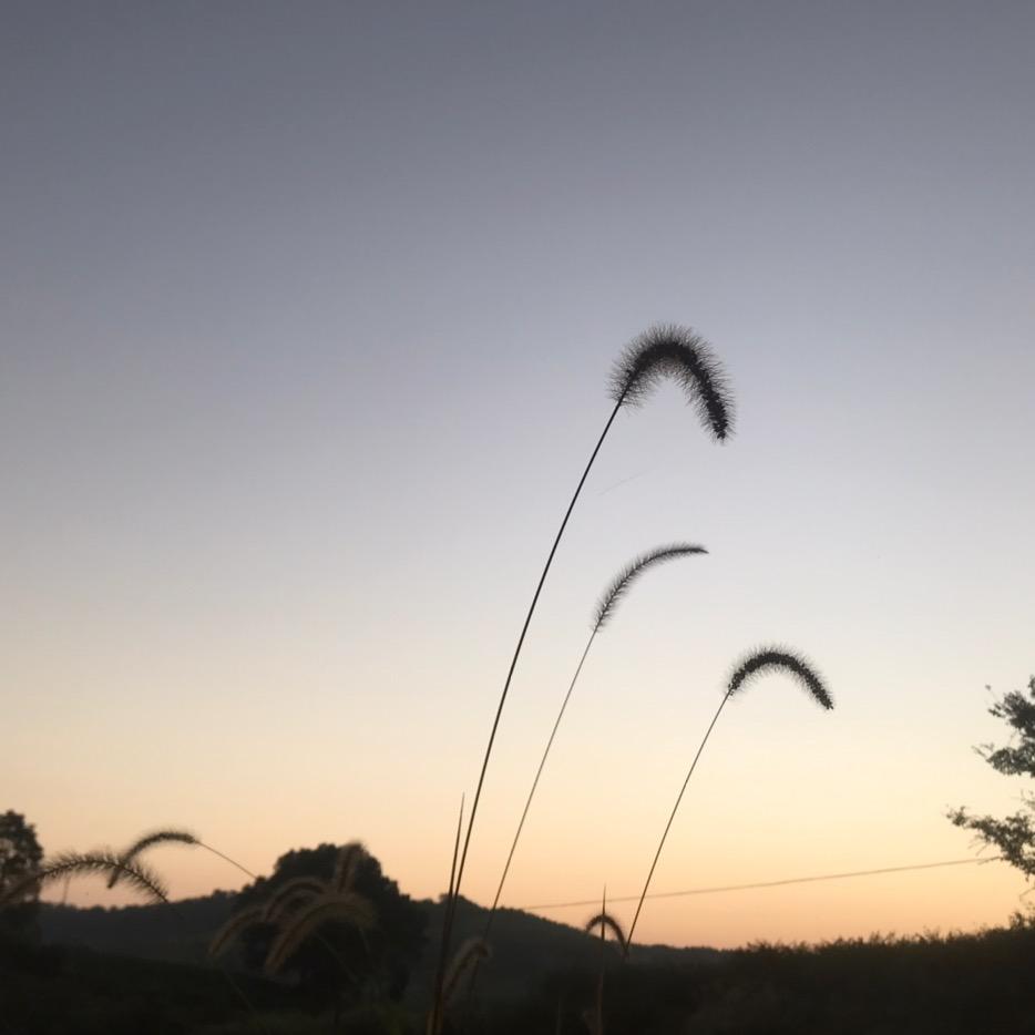树树