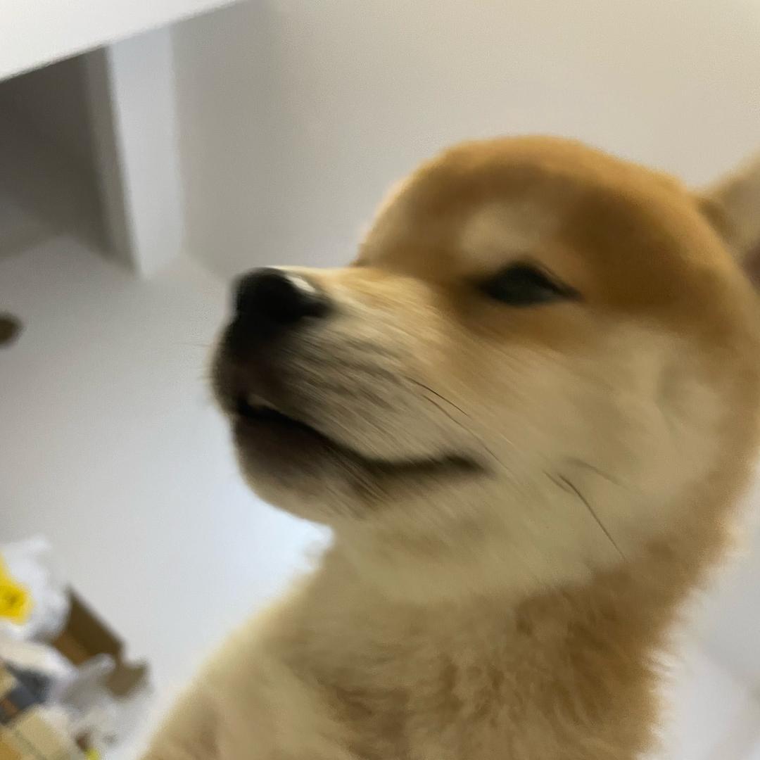 小歪大王