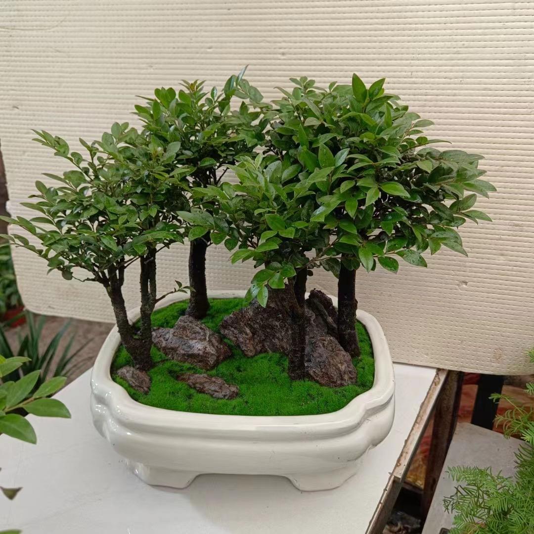 一树一盆