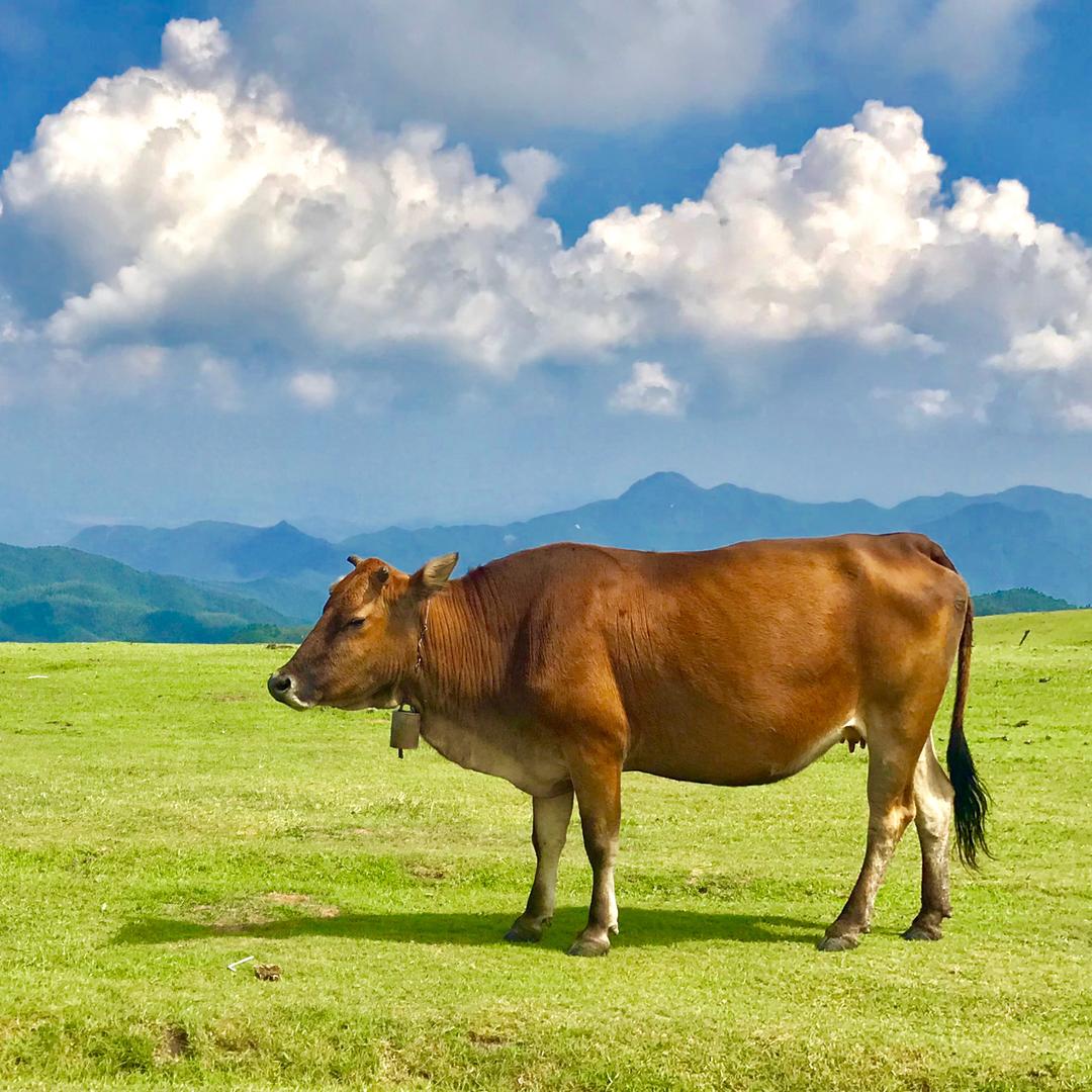 草原内蒙牛肉筋