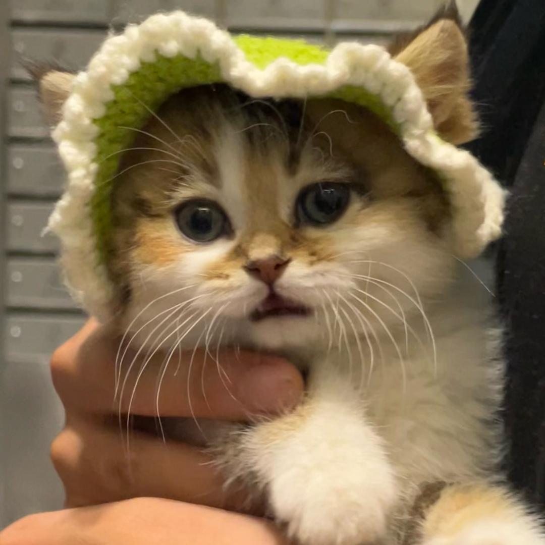 小美的阿猫阿狗！