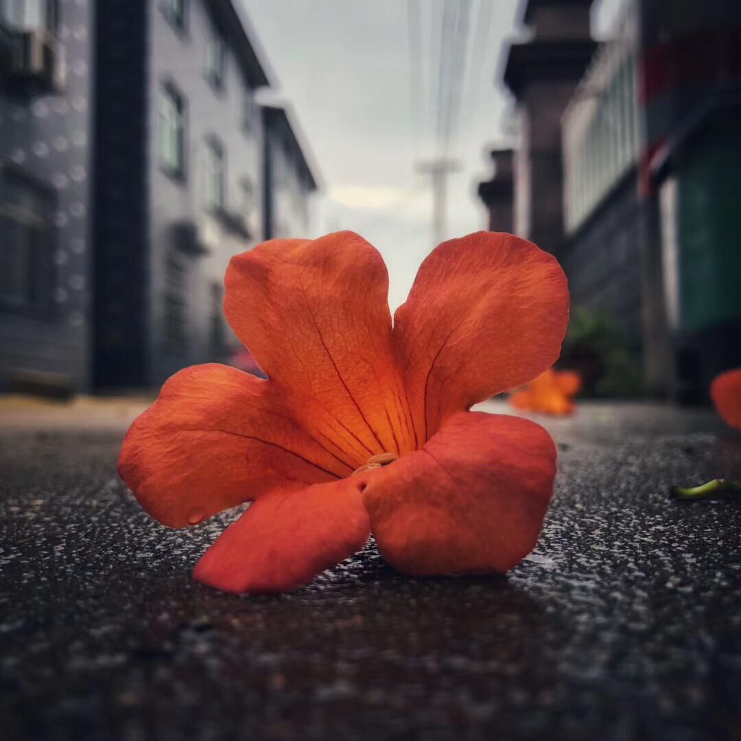 芳