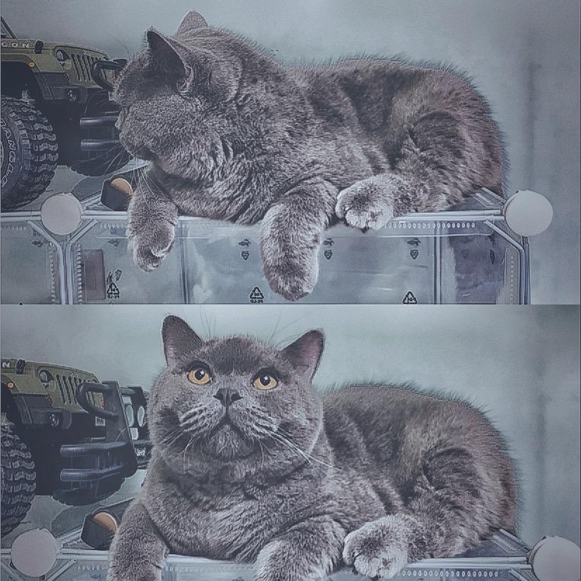 💙蛋波塔哈哈哈雷🧡