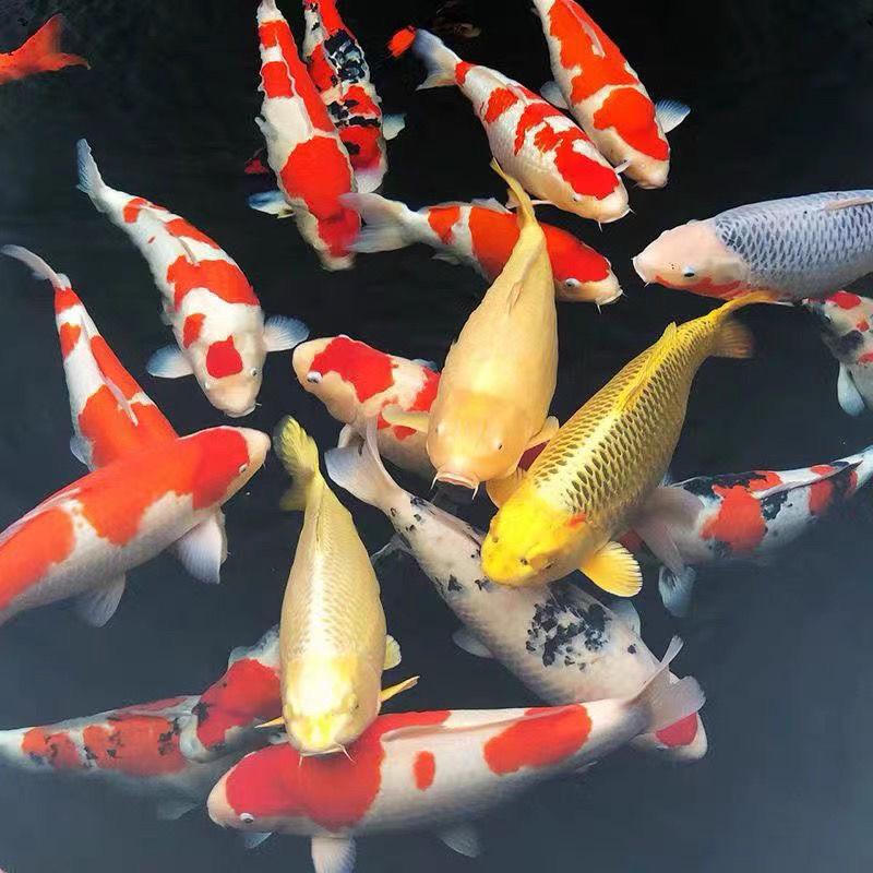 昭汐锦鲤养殖基地