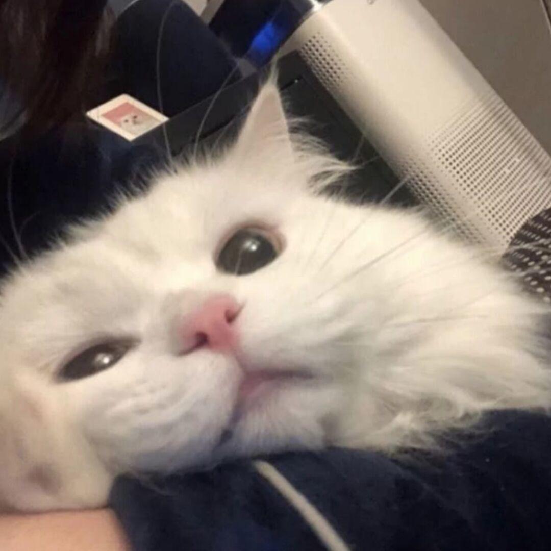 小諾