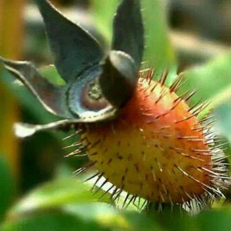 永春私房扁食水饺