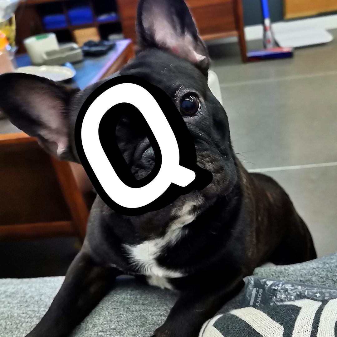 一只黑Q@抖音