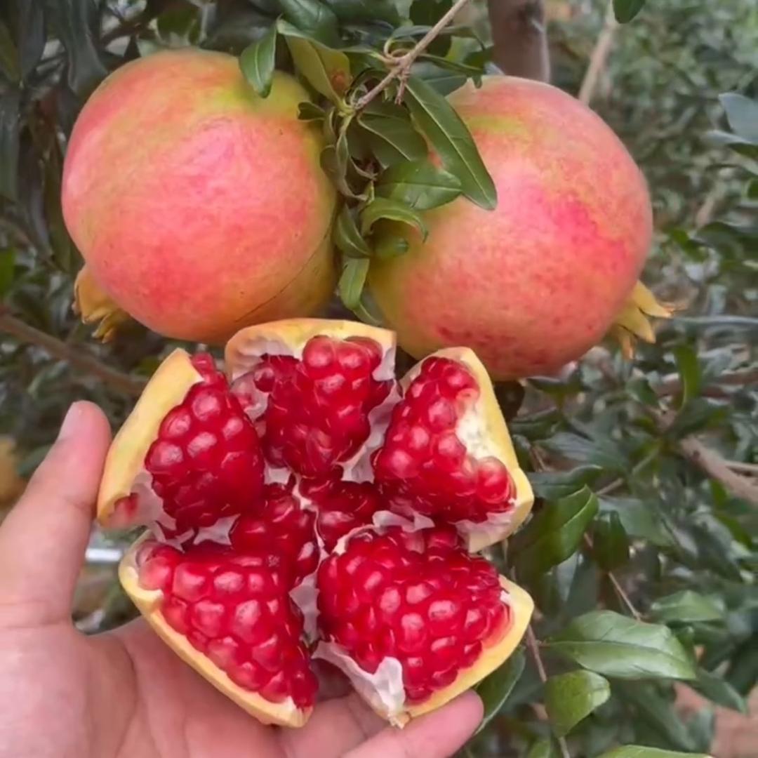 四川应季水果（果园直发）