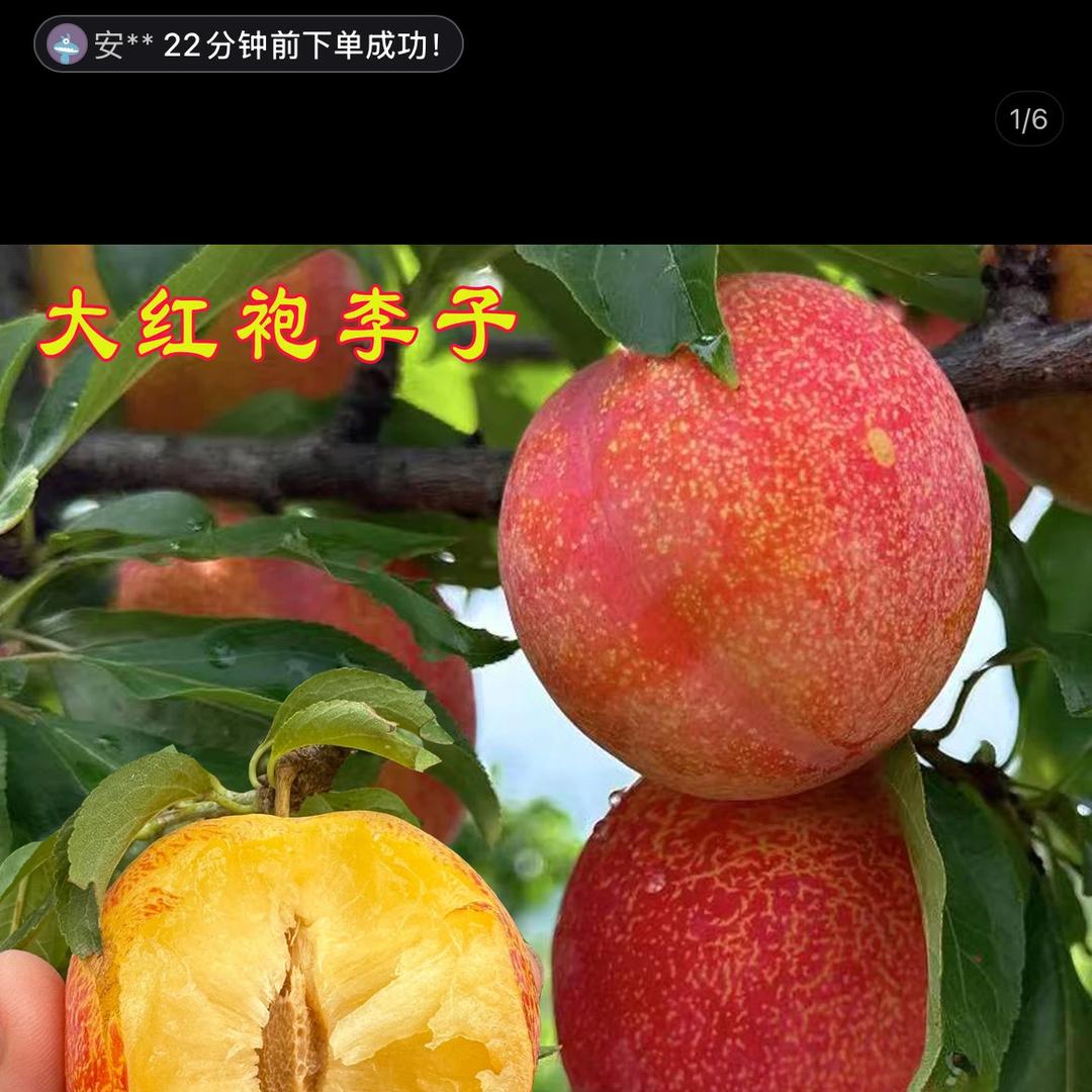 菲凡阁金辉果树苗木专卖店