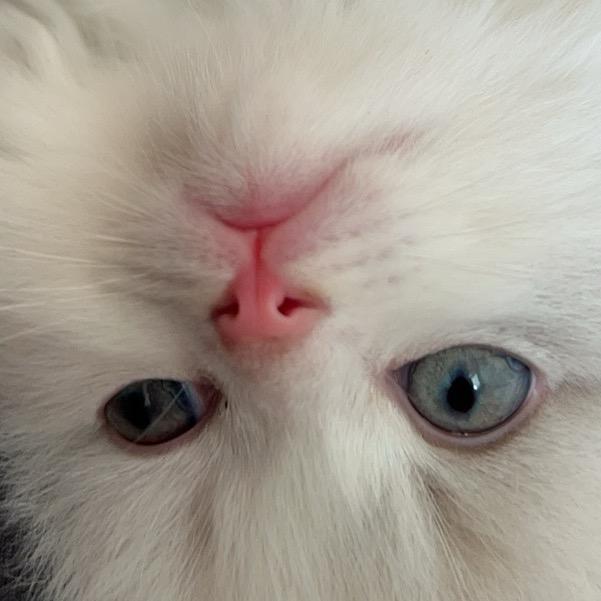 Neko