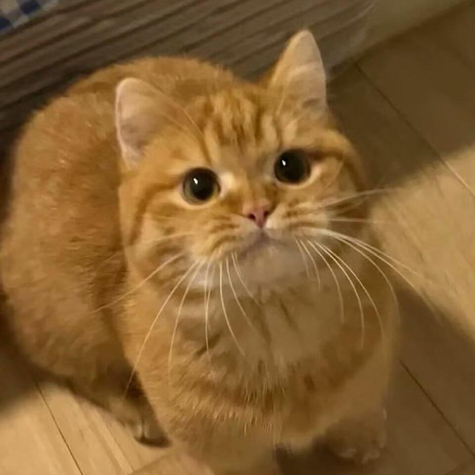 蛤蛤　　　　　　          🪳